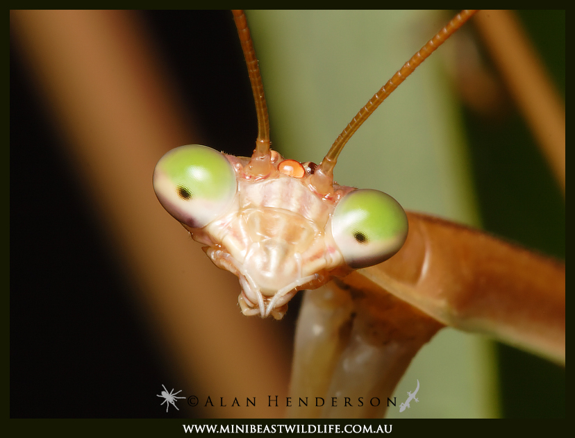 Purple-wing-Mantid