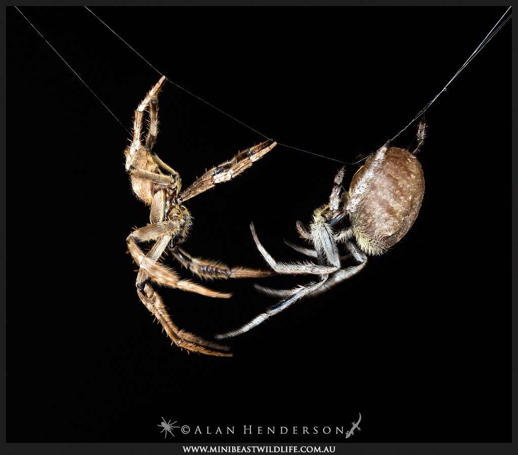 orb-weaver mating