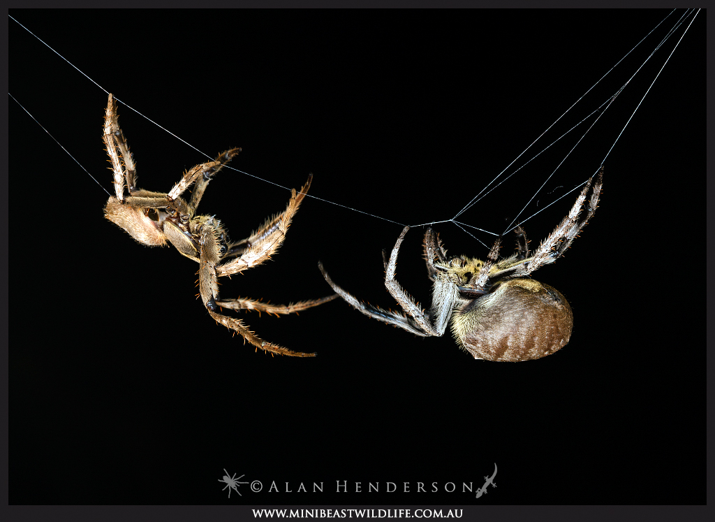two-spiders orb weaver