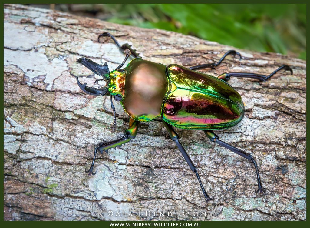 rainbow-stag