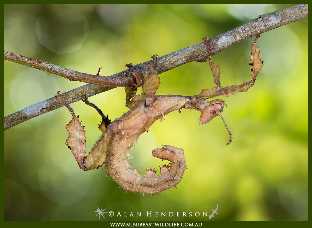 Spiny Leaf Insect - Minibeast Wildlife