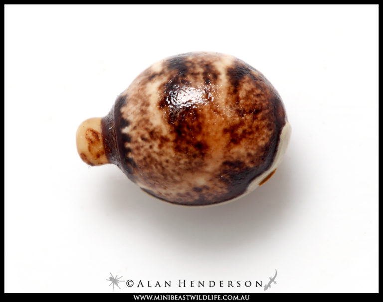 Spiny Leaf Insect Minibeast Wildlife