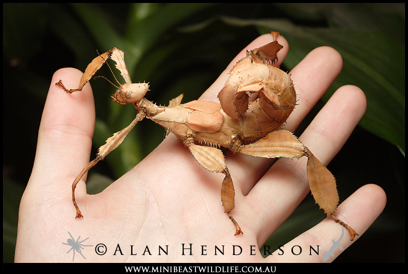spiny-leaf-insect-pet