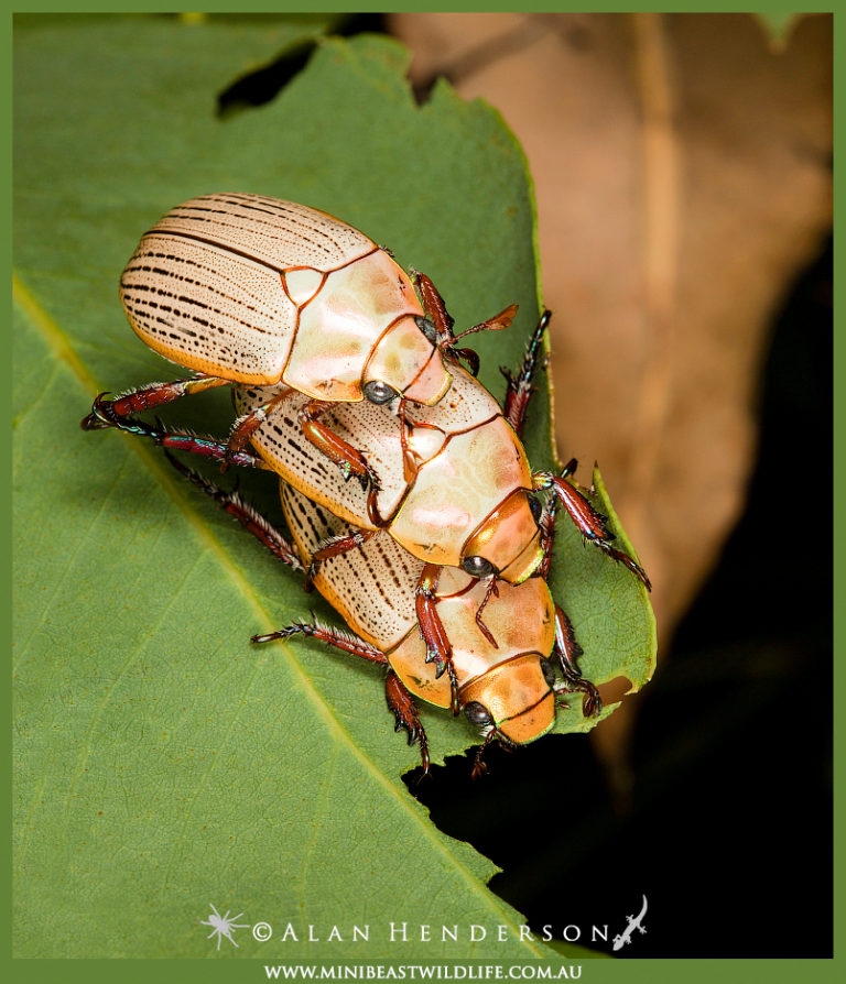 Christmas Beetles - Minibeast Wildlife