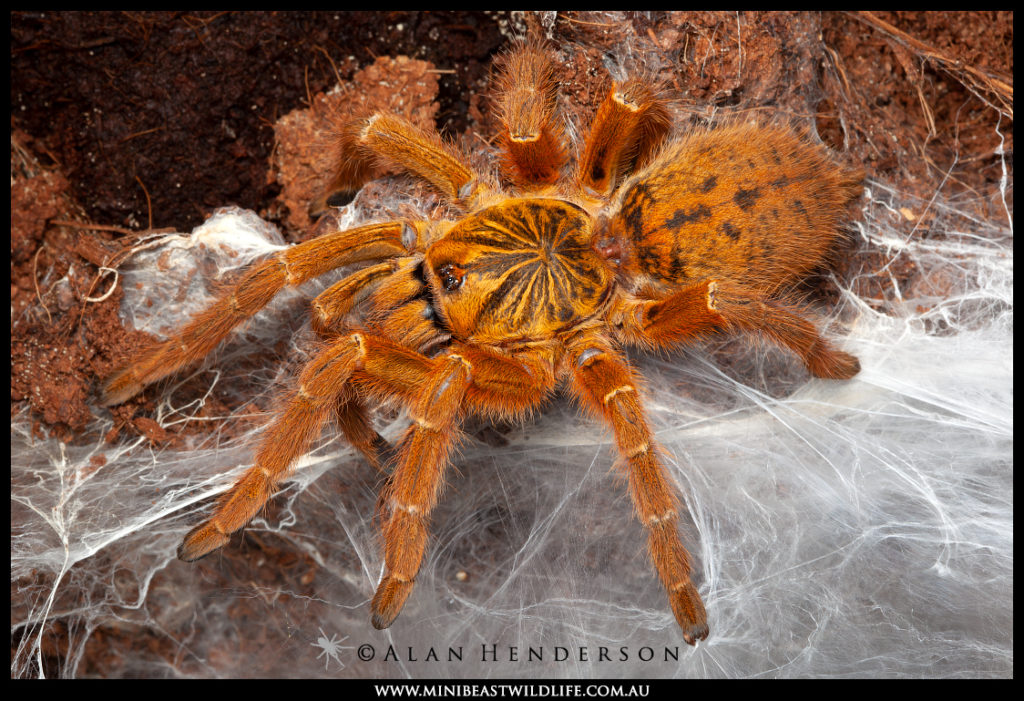 Orange-baboon-Tarantula-Pterinochilus-murinus