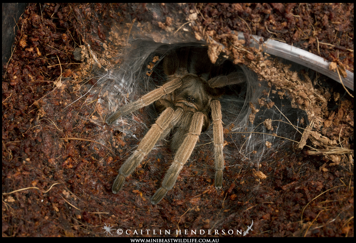 They won't go on walks to the park, but tarantulas are easy to care for and make great pets.