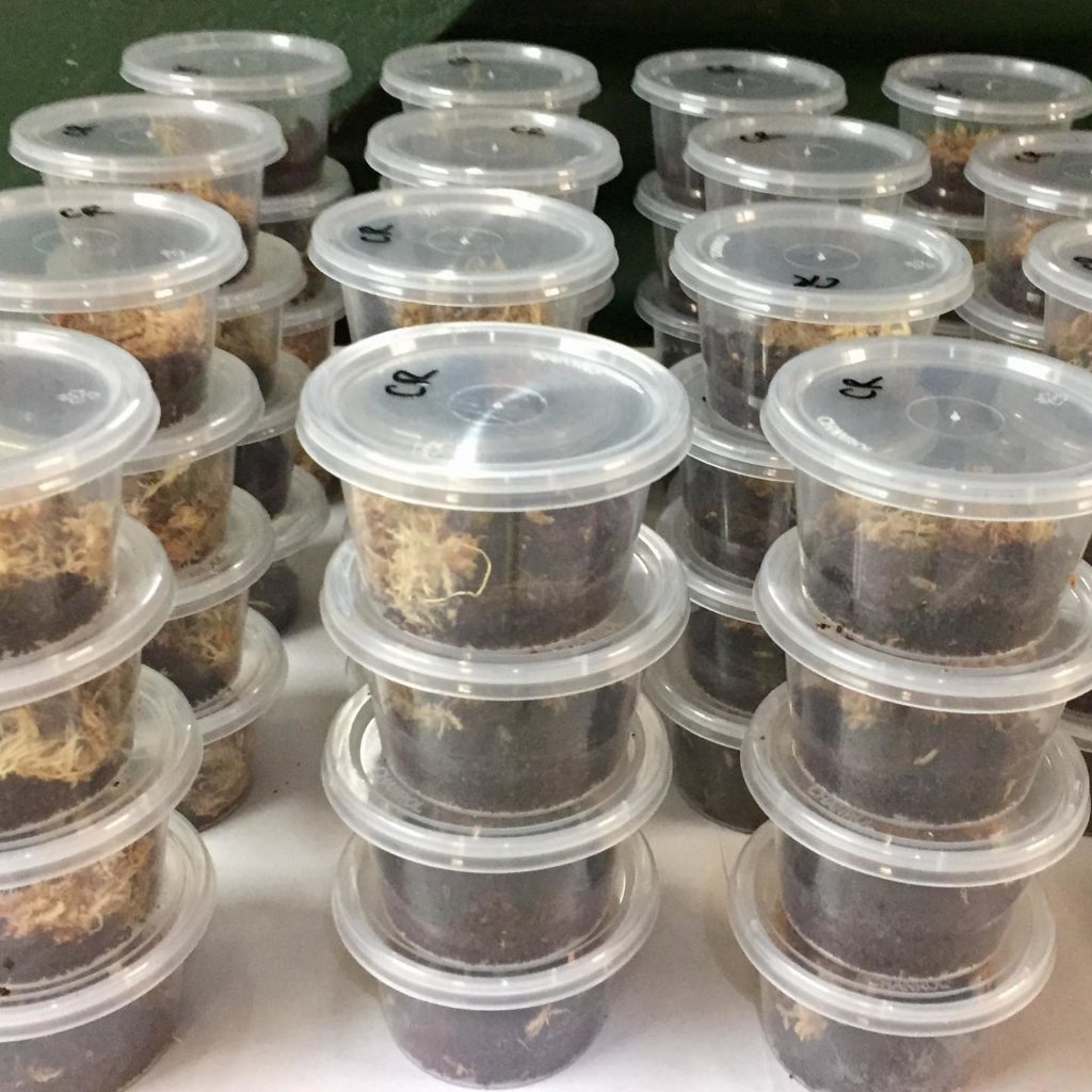 Some young tarantulas packed safely into transit containers.