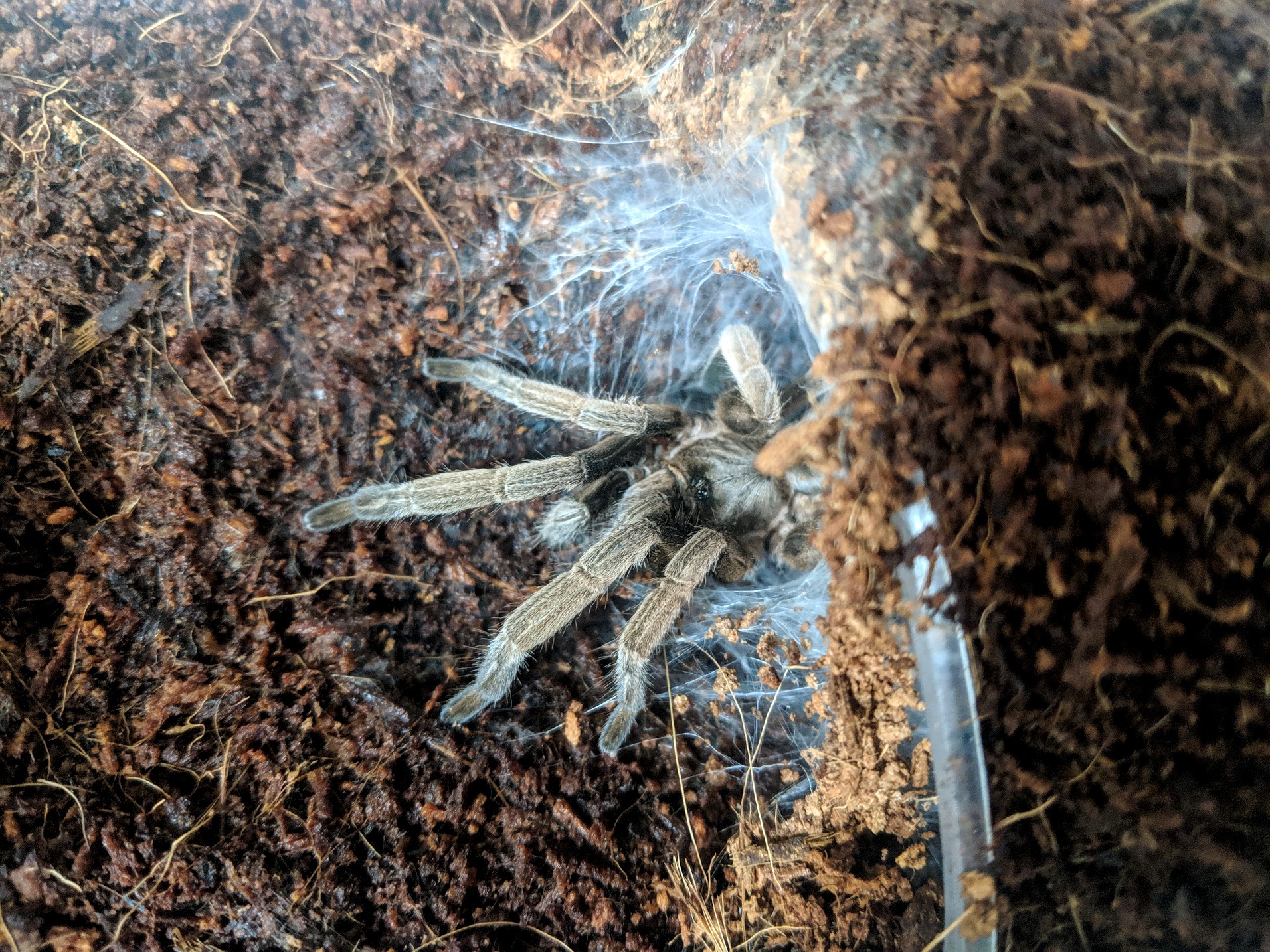 They won't go for walks in the park, but tarantulas are easy to care for and make great pets. (Photo: Caitlin Henderson)