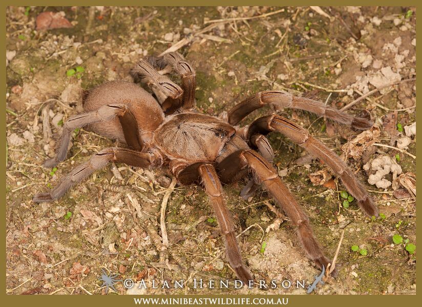 Phlogius sp. - Kuranda - Alan Henderson, Minibeast Wildlife