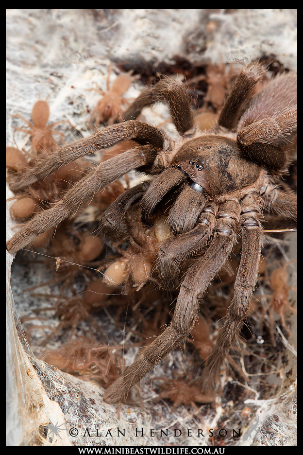 tarantula-captive-breeding