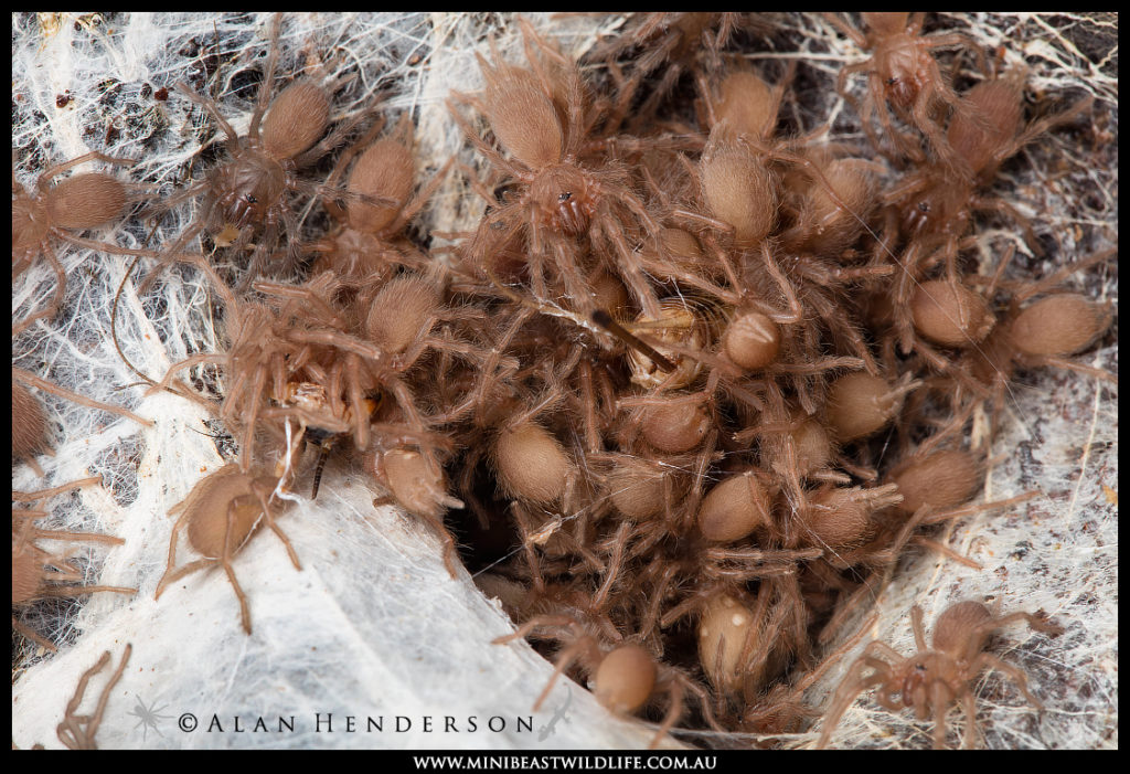 It's gourmet meals only for these cuties, who will be ready after a few moults for their new homes.