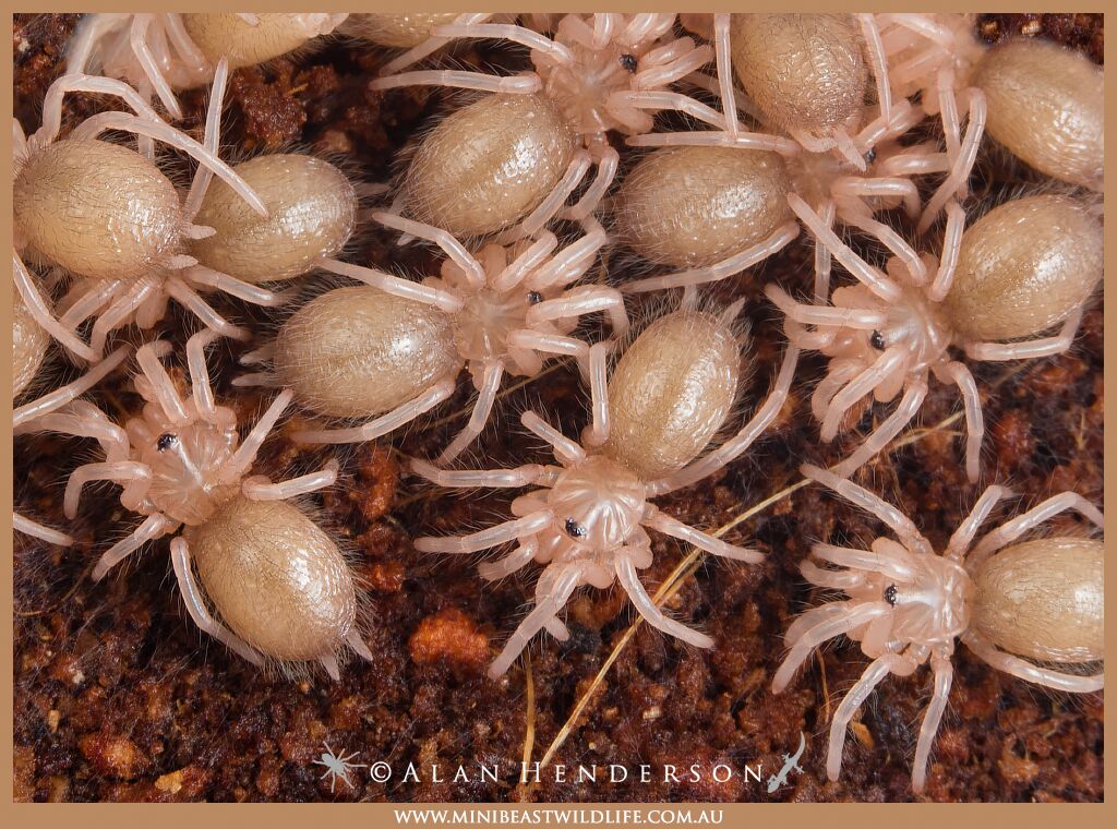 1st instar Phlogius species tarantulas - also known as "slings" - Alan Henderson, Minibeast Wildlife