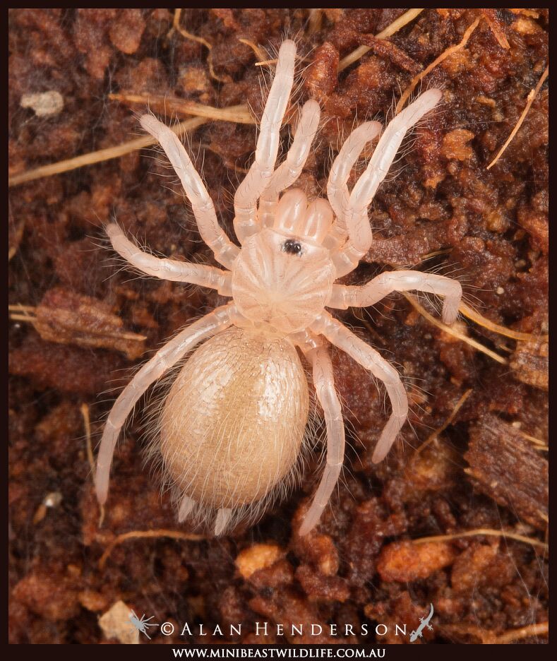 Baby-tarantula