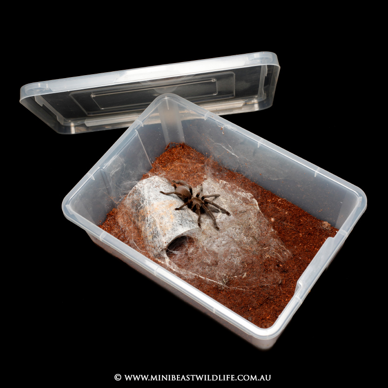 Where should I buy my tarantula supplies from? Enclosures, hides