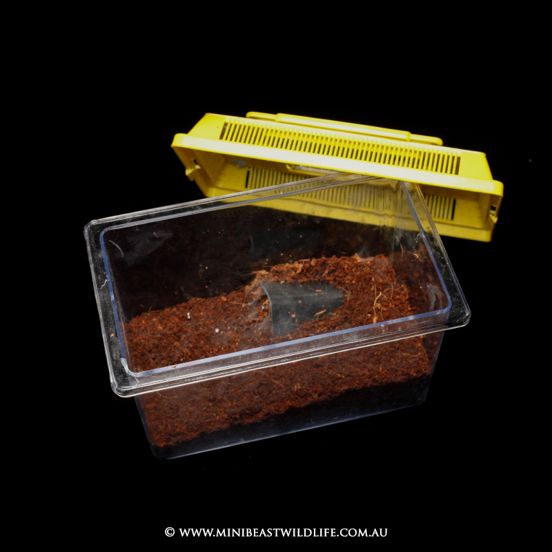 A basic enclosure set-up in a plastic terrarium, with coir-peat substrate and half a plastic plant pot provided as a hide.