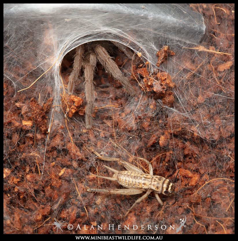 tarantula-feeding