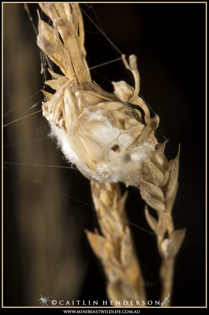 Garden Orb weaver