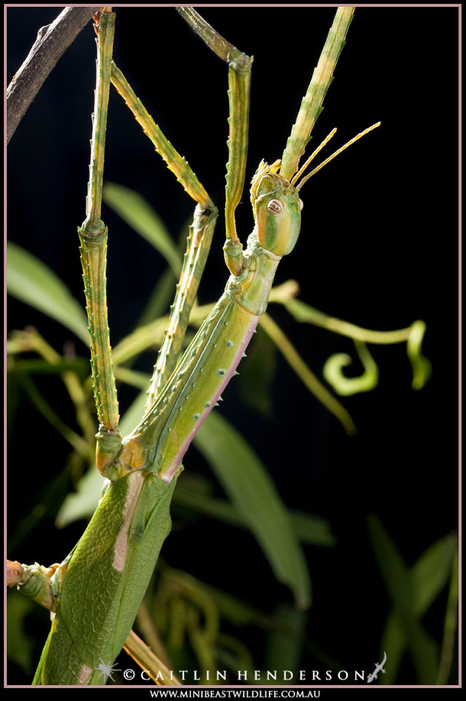 The Darwin Stick Insect is one of Australia's most spectacular phasmids.