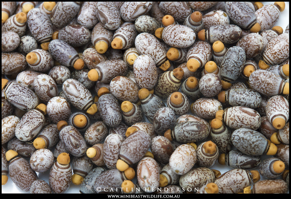 A collection of eggs from the Darwin Stick Insect.