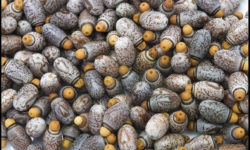 A collection of eggs from the Darwin Stick Insect.
