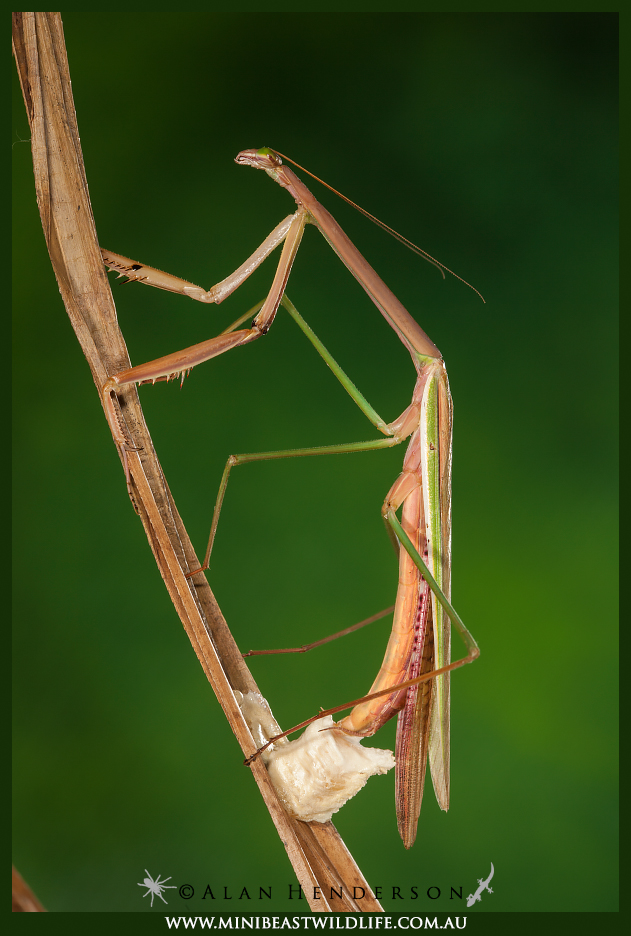 Purple-winged-Mantid