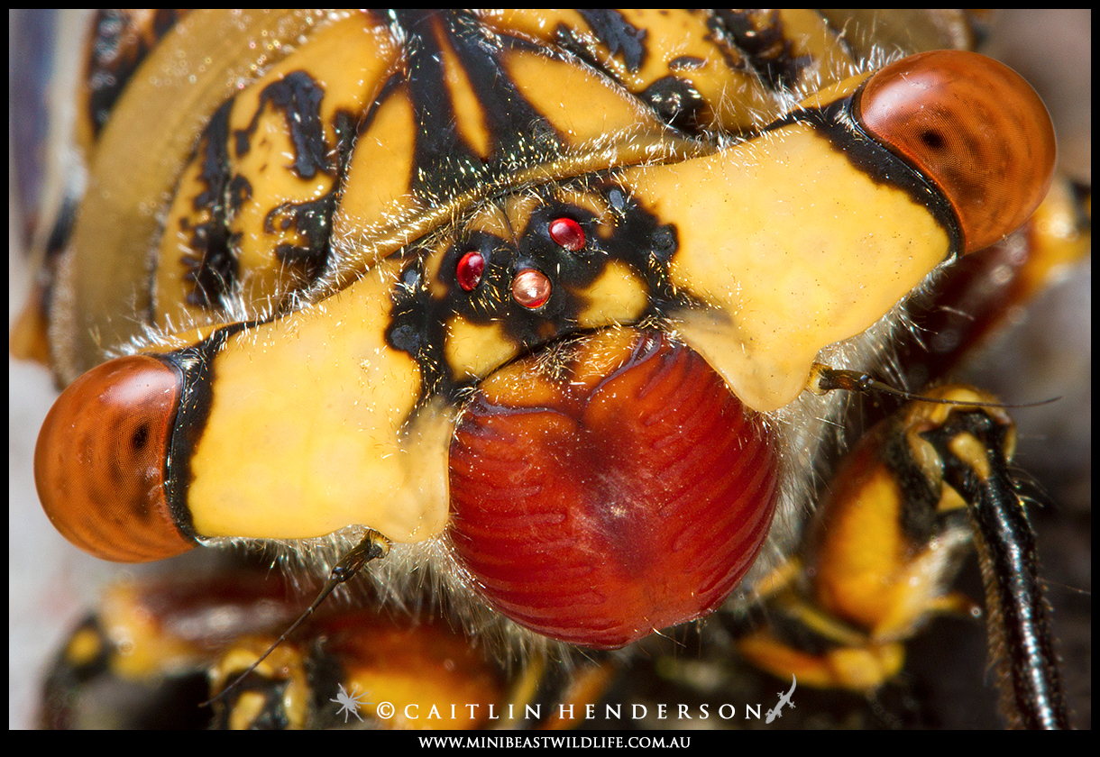 Cherrynose Cicada