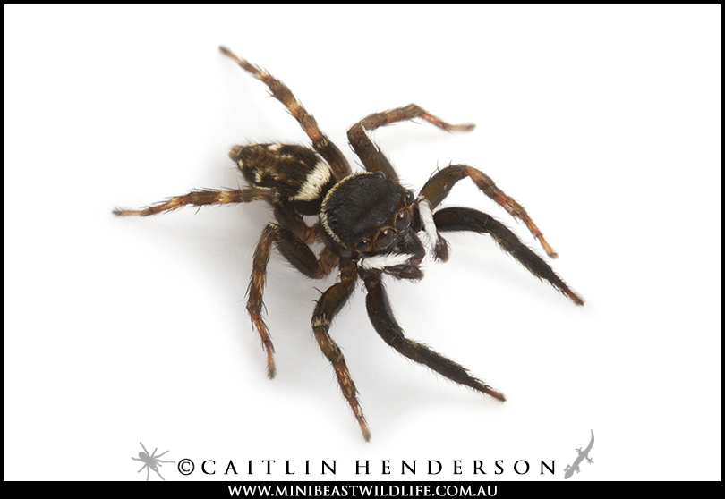 Adansons-Jumping-Spider