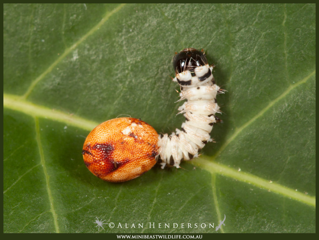 hercules-moth-caterpillar