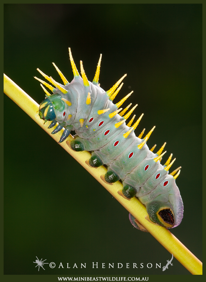 Hercules-moth-caterpillar