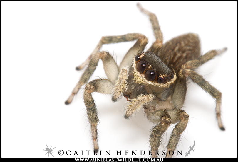 Will the female Shaggy Jumping spider be impressed by her suitor's moves? Hopefully he doesn't find her expression as hard to read as we do.