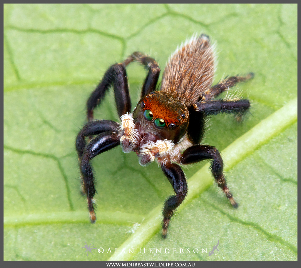 Jumping Spider Facts, Identification, & Pictures