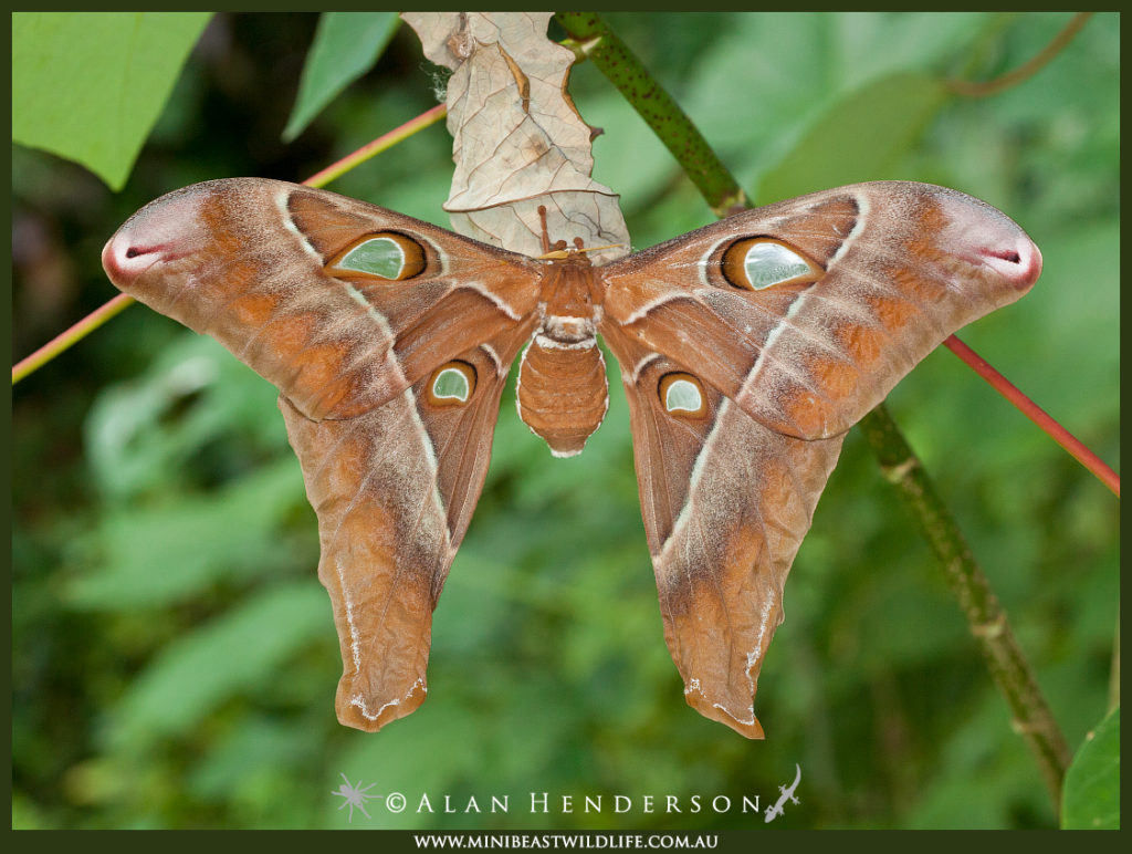 hercules-moth
