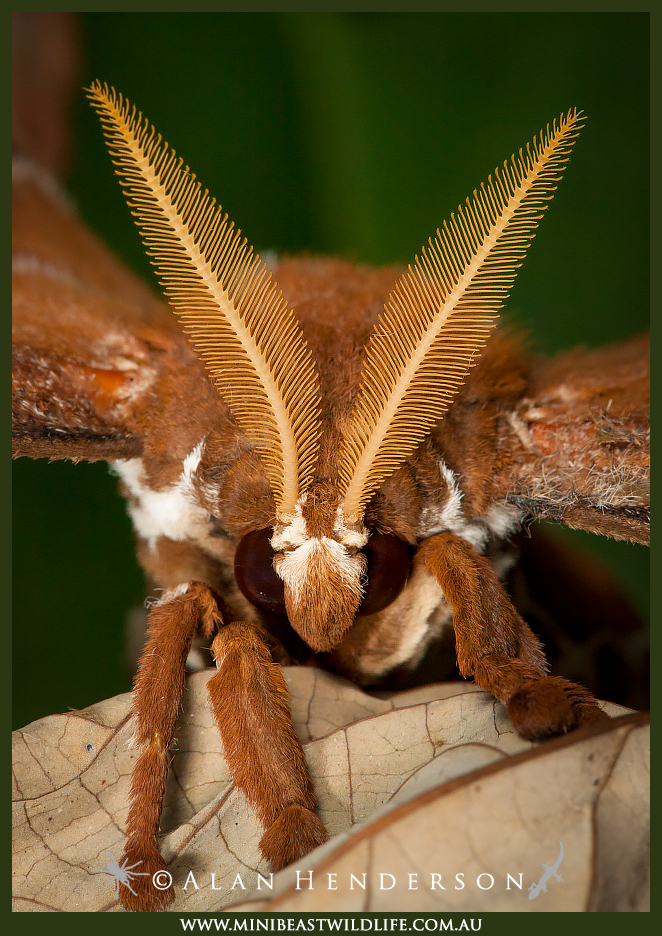 adult-male-hercules-moth