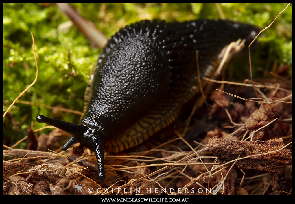 black-slug