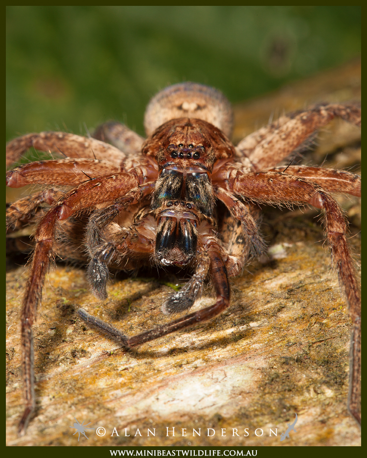 cannibal-huntsman-spider