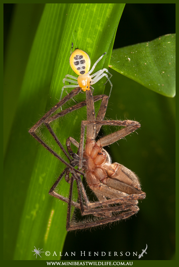 Ornate-Crab-Spider