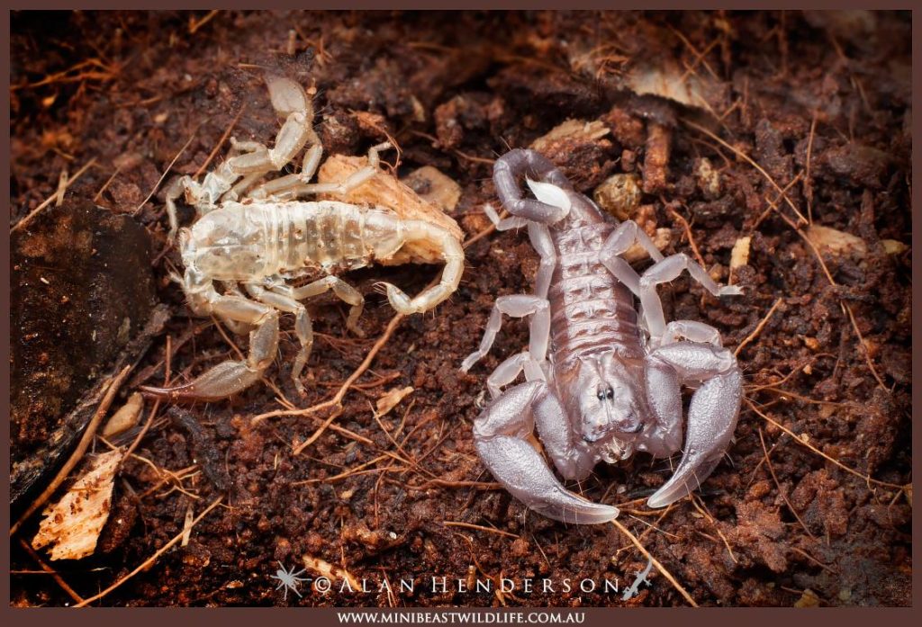 A freshly moulted young scorpion next to the shed skin. Photo: Alan Henderson, Minibeast Wildlife