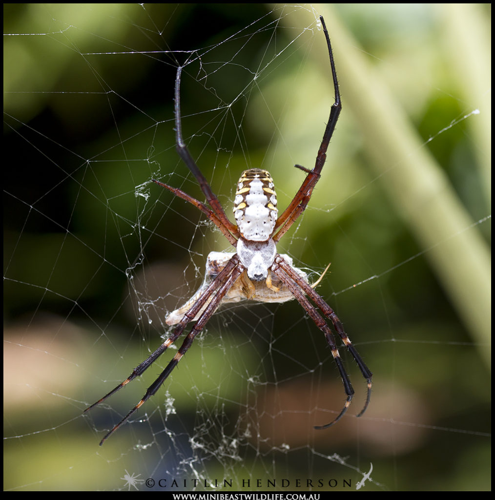 Argiope-catenulata