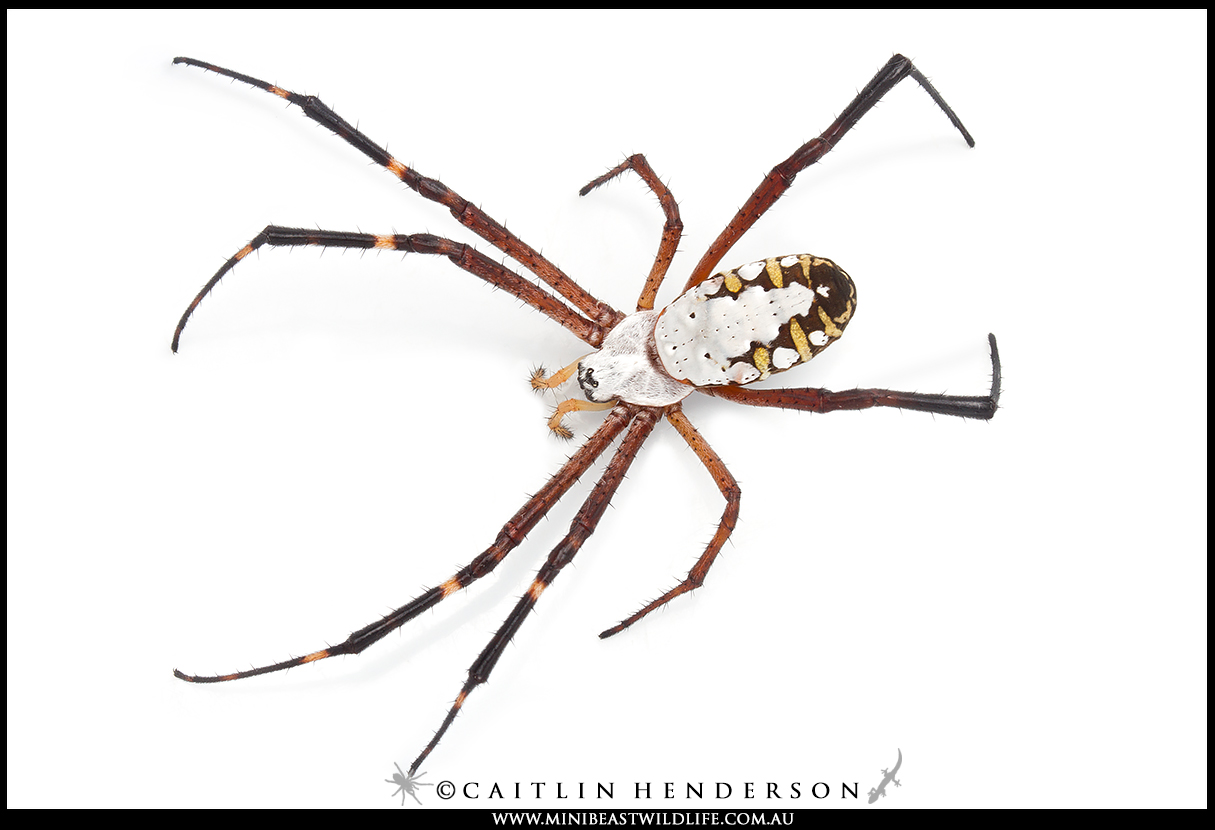 metallic-asian-spider