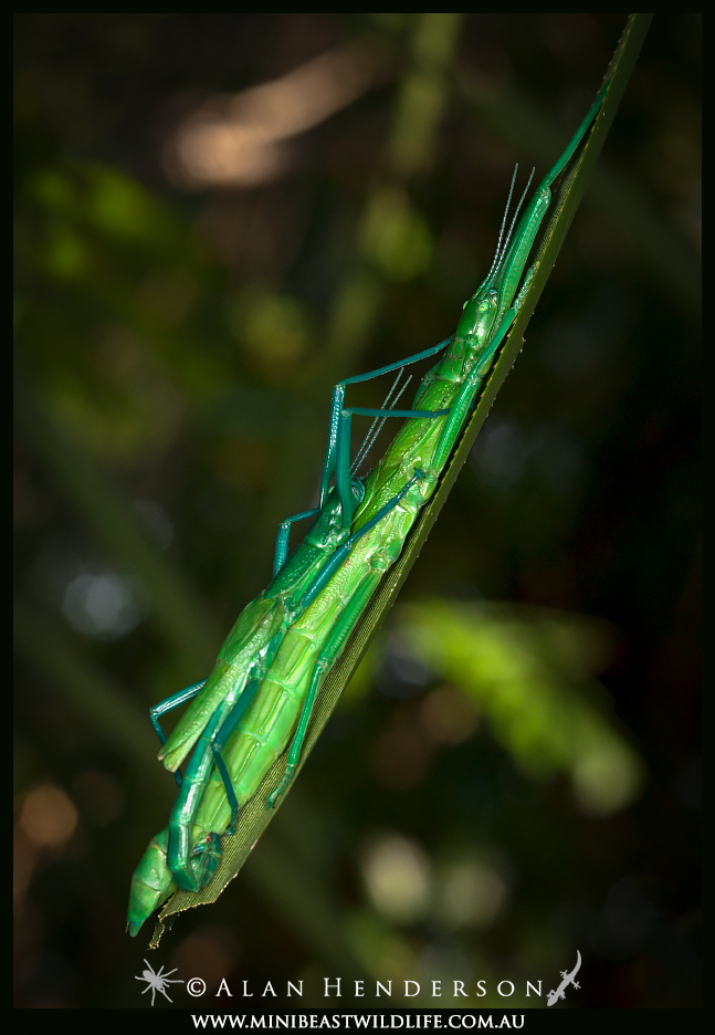 Peppermint-stick-insect