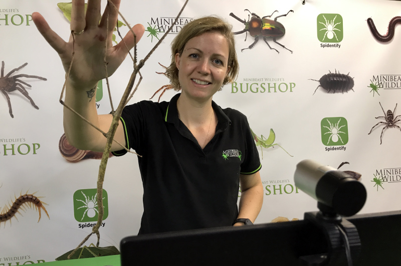 Deanna Henderson demonstrating with one of the world's largest stick insects - the Gargantuan Stick Insect.