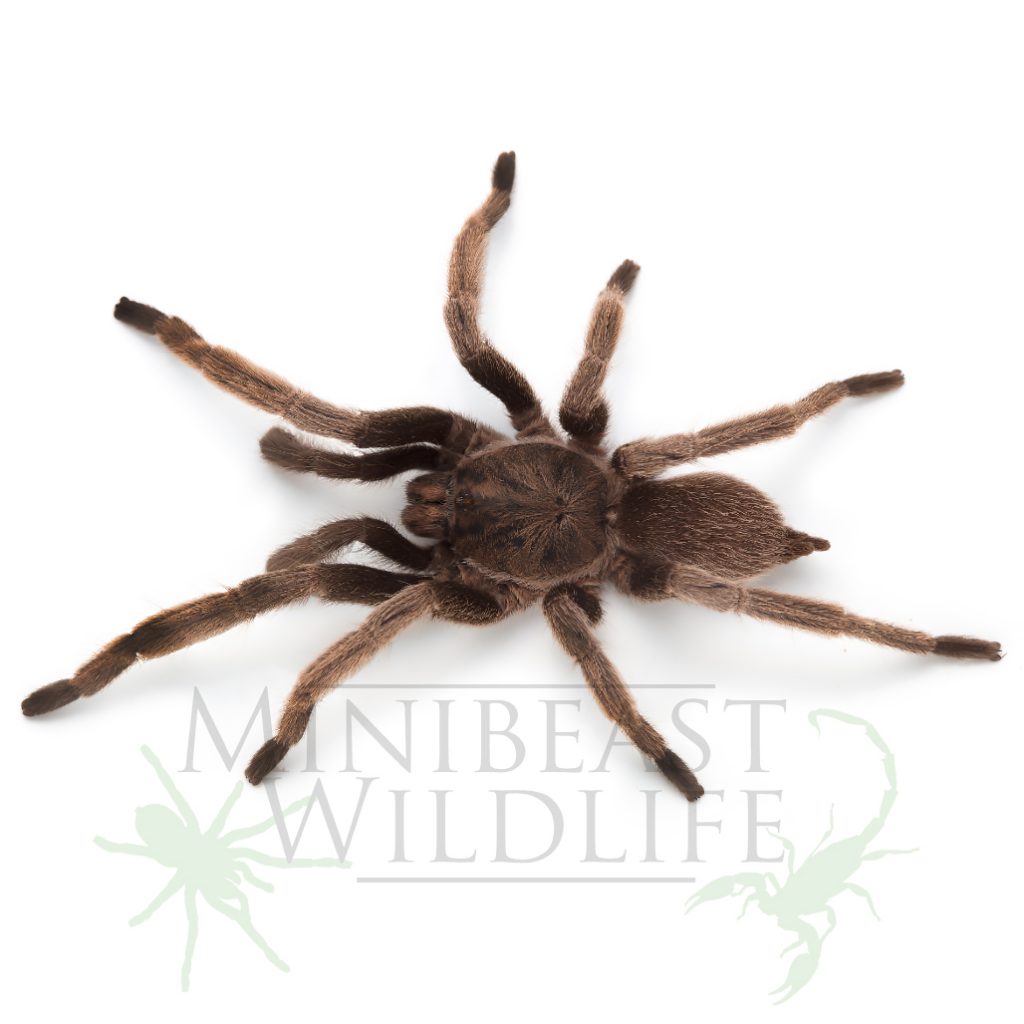 semi-social-pygmy-tarantula