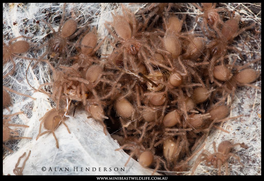 A mass of small tarantulas feed on crickets together on silk