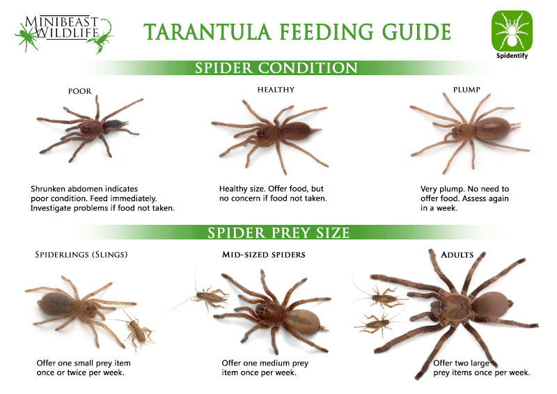 australian-tarantula-feeding-guide