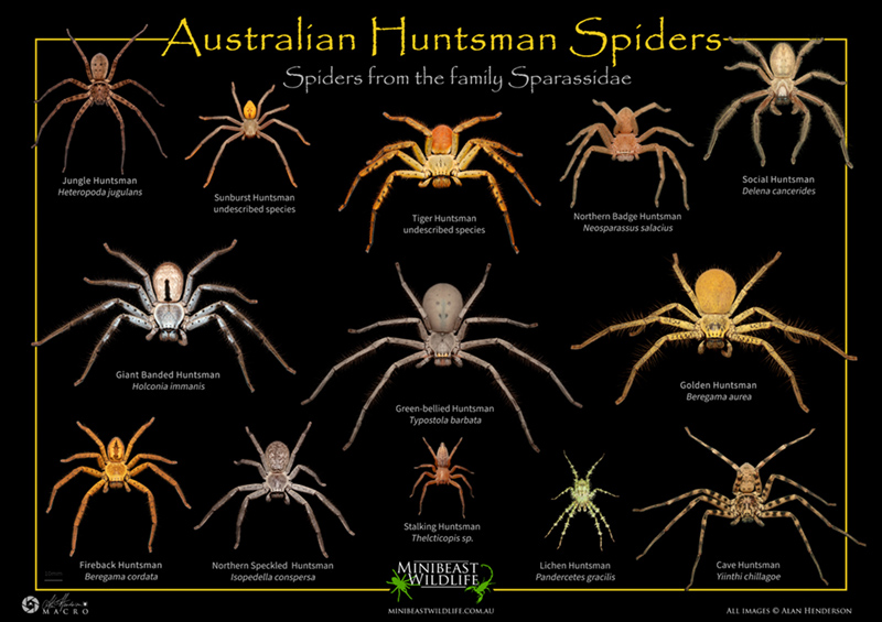 huntsman-spiders