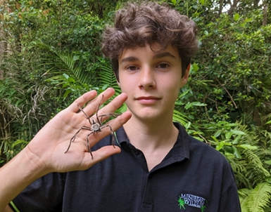 Drew with a huntsman spider