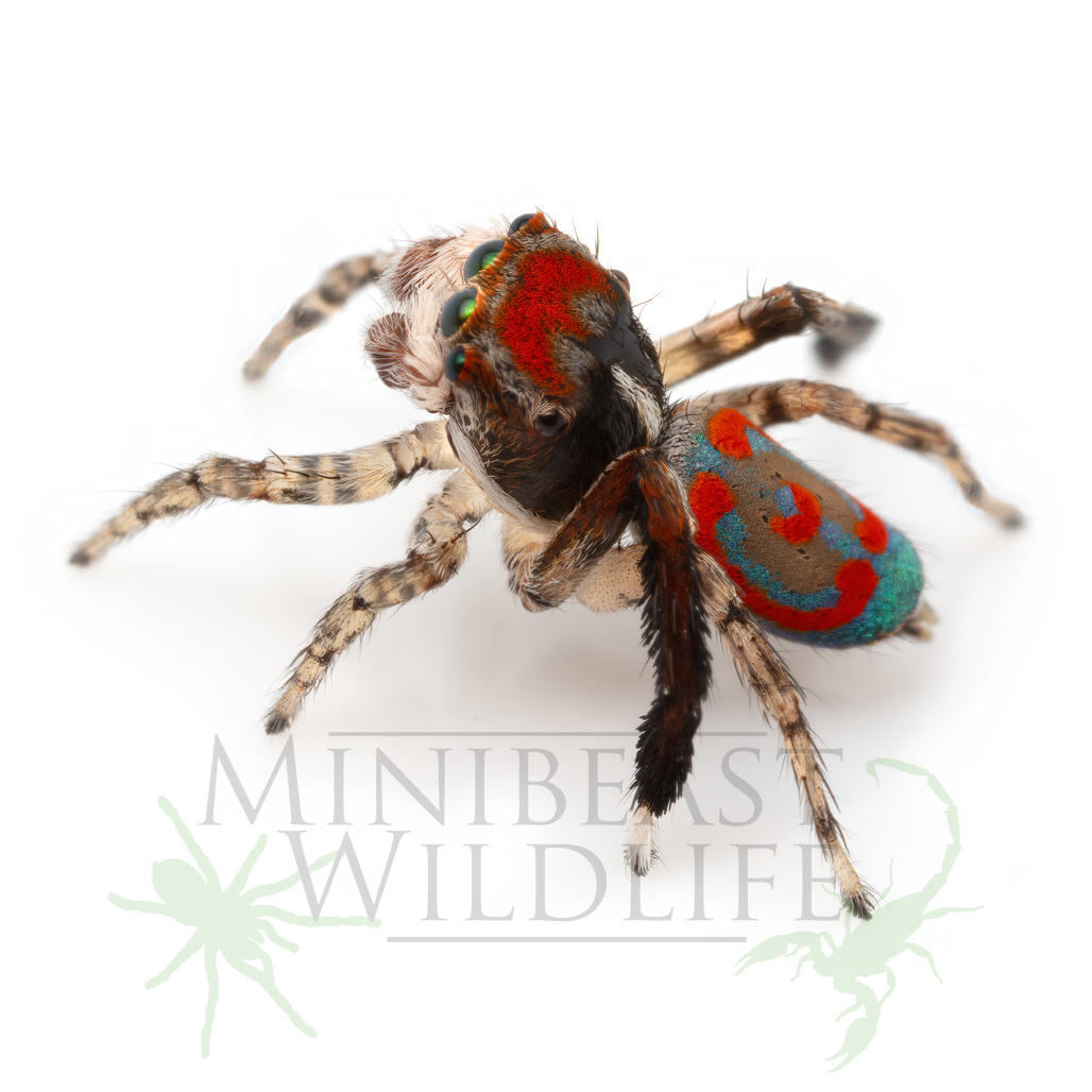 Maratus literatus