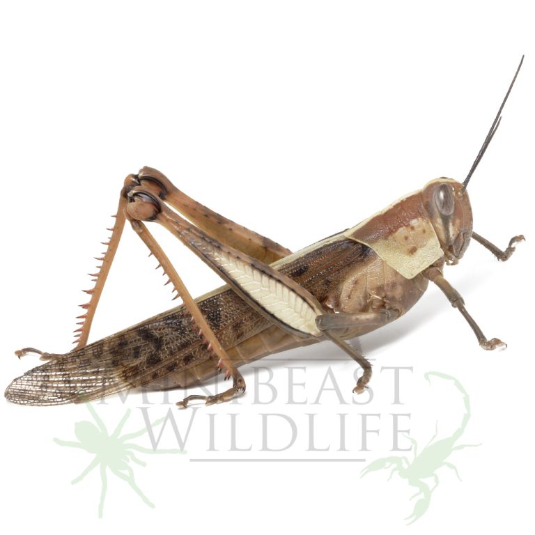 Giant Grasshopper