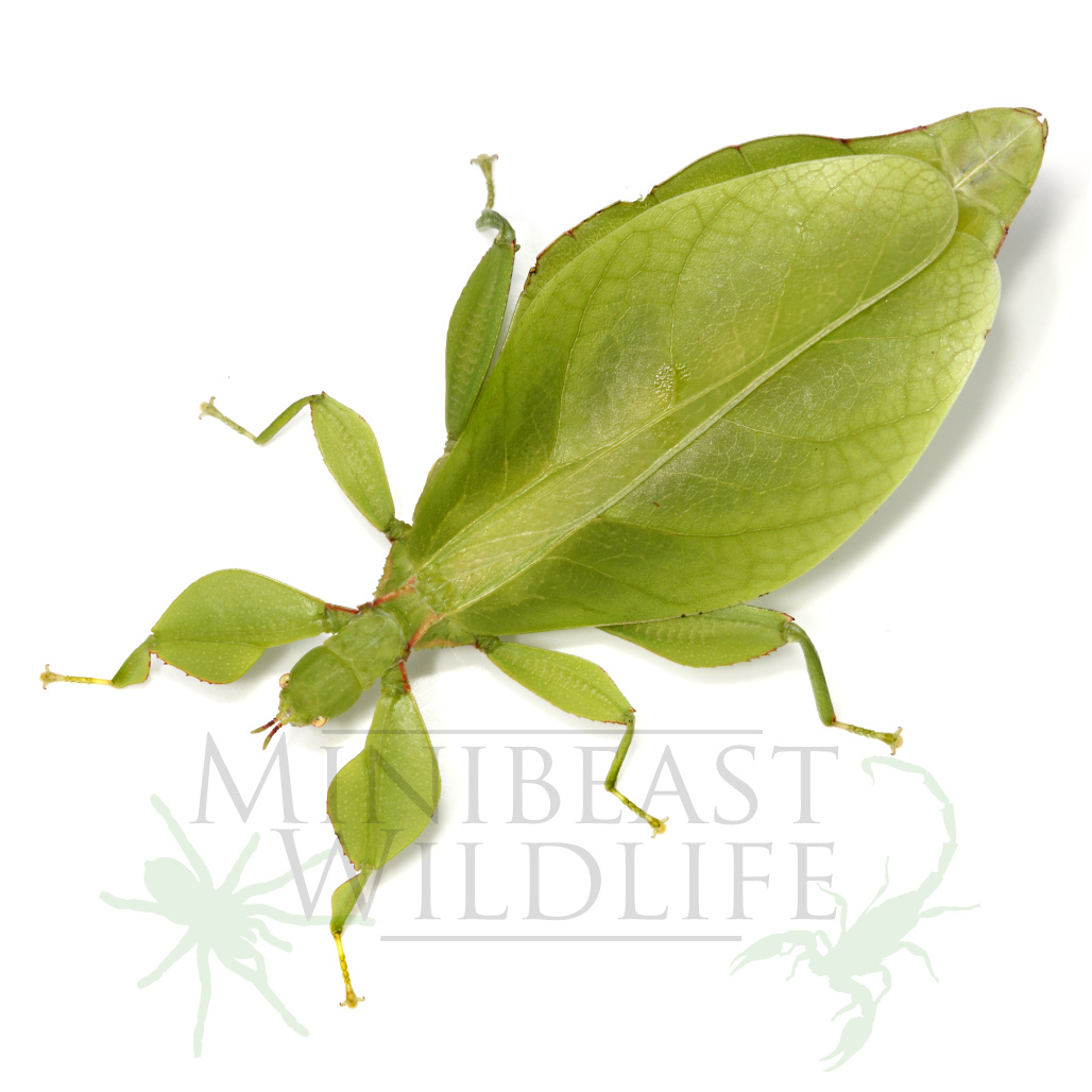 australian-leaf-insect