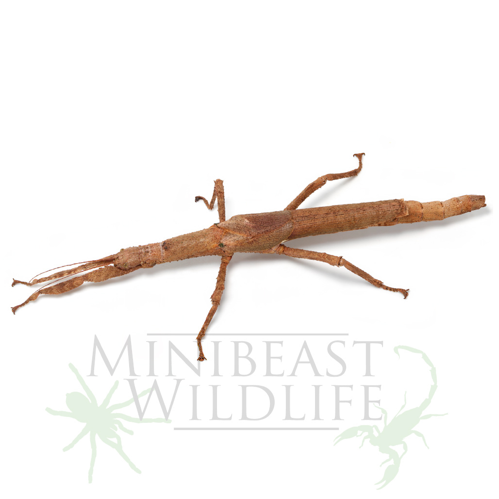 cigar-stick-insect